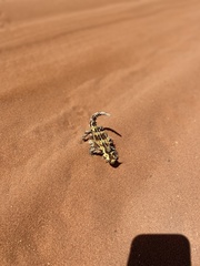 Moloch horridus