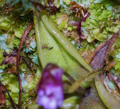 Pinguicula calyptrata