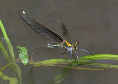 Calopteryx japonica