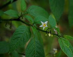 Solanum macrotonum