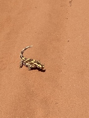 Moloch horridus