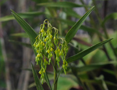 Epidendrum frutex
