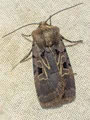 Chersotis juncta
