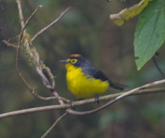 Myioborus melanocephalus