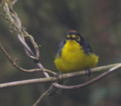 Myioborus melanocephalus