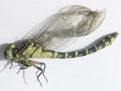 Stylurus annulatus