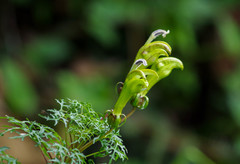 Centropogon dissectus