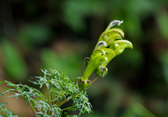 Centropogon dissectus
