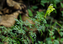 Centropogon dissectus