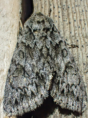 Andropolia contacta