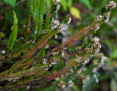 Baccharis genistelloides
