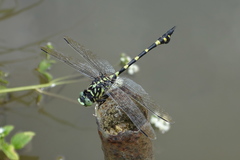 Ictinogomphus pertinax