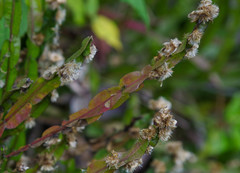 Baccharis genistelloides