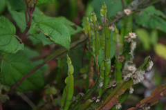 Baccharis genistelloides