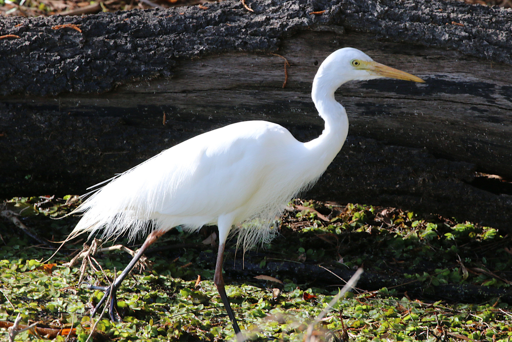 Plumed Egret (Ardea plumifera) photo