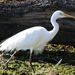Plumed Egret - Photo (c) leithallb, some rights reserved (CC BY-NC), uploaded by leithallb
