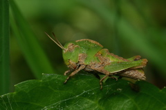 Teratodes monticollis