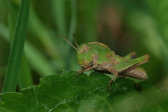 Teratodes monticollis