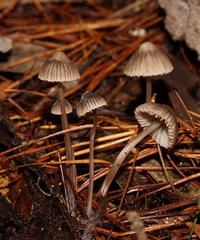 Mycena albidofusca