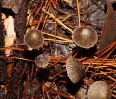 Mycena albidofusca