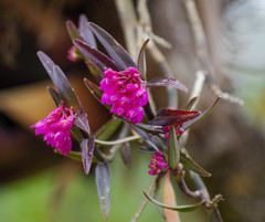 Epidendrum mesogastropodium