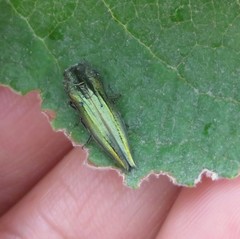 Agrilus sulcatulus