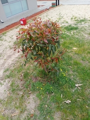 Corymbia calophylla