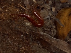 Scolopocryptops gracilis