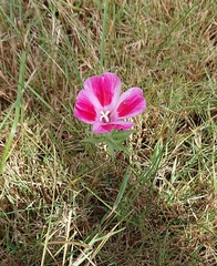 Clarkia amoena