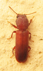 Lyctinae