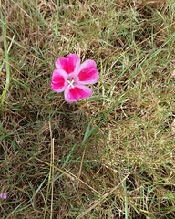 Clarkia amoena