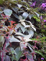 Strobilanthes gossypina