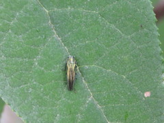 Agrilus sulcatulus