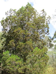 Callitris columellaris