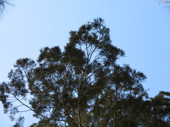 Callitris columellaris