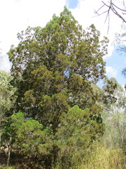 Callitris columellaris