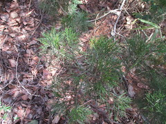 Callitris columellaris