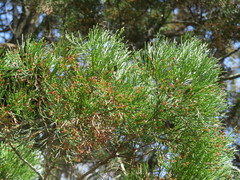 Callitris columellaris