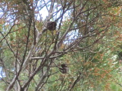 Callitris columellaris