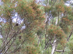 Callitris columellaris