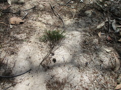 Callitris columellaris