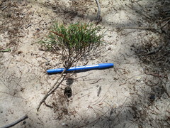 Callitris columellaris