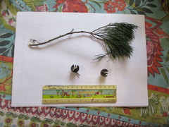 Callitris columellaris