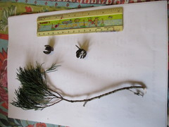 Callitris columellaris