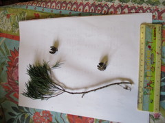 Callitris columellaris