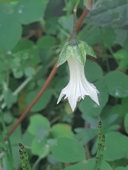 Jaltomata viridiflora