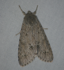 Acronicta americana