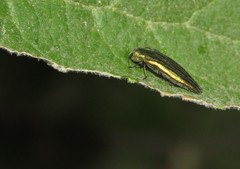 Agrilus sulcatulus