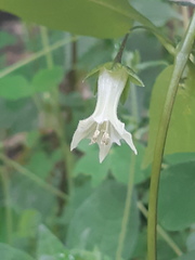Jaltomata viridiflora