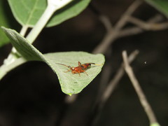 Compsocryptus texensis